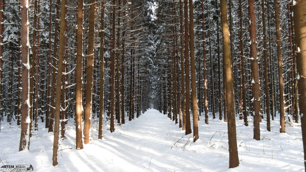 Winterwald
