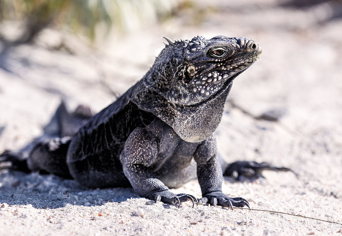 Drache von Liberty Island