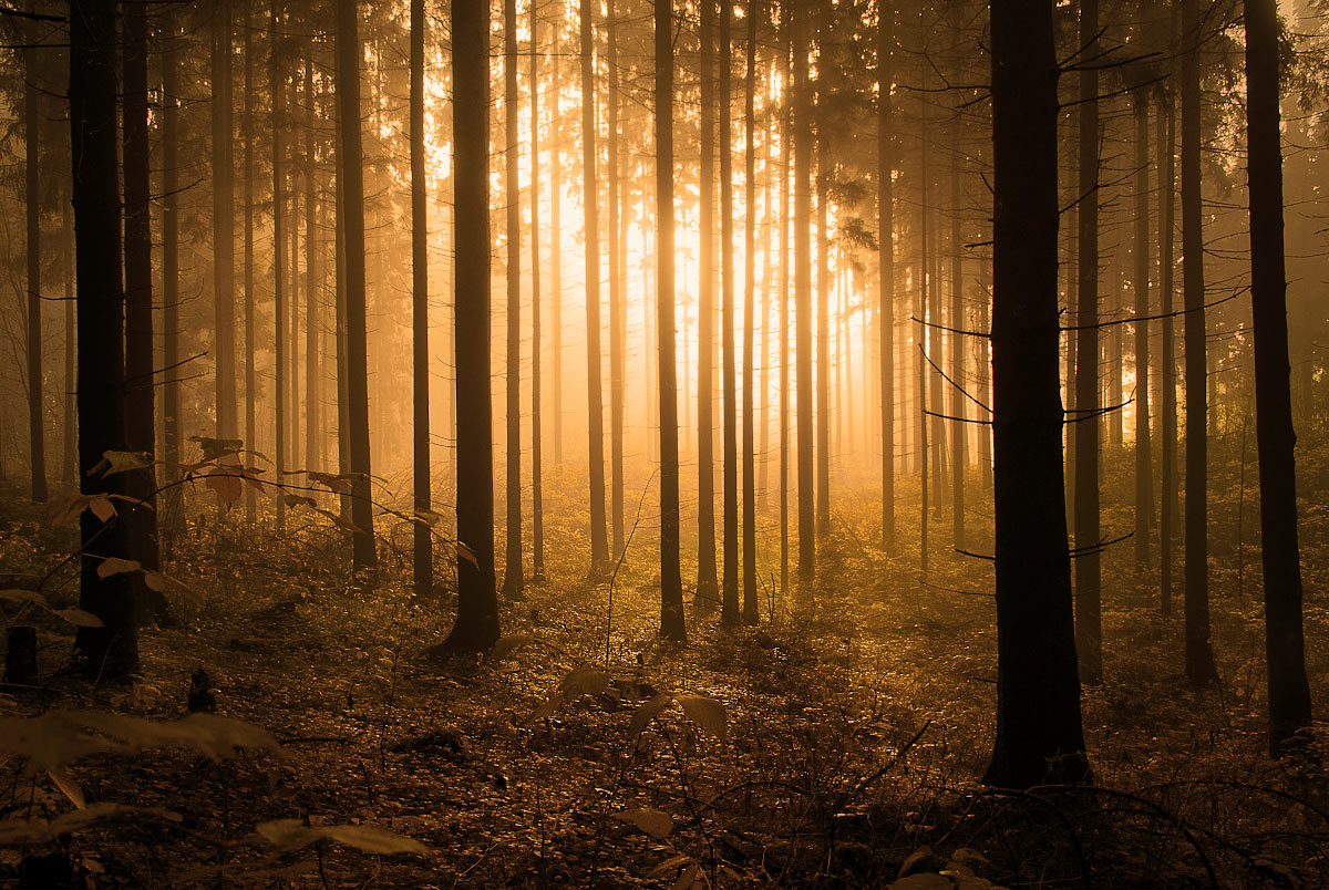 Licht goldenen Herbst