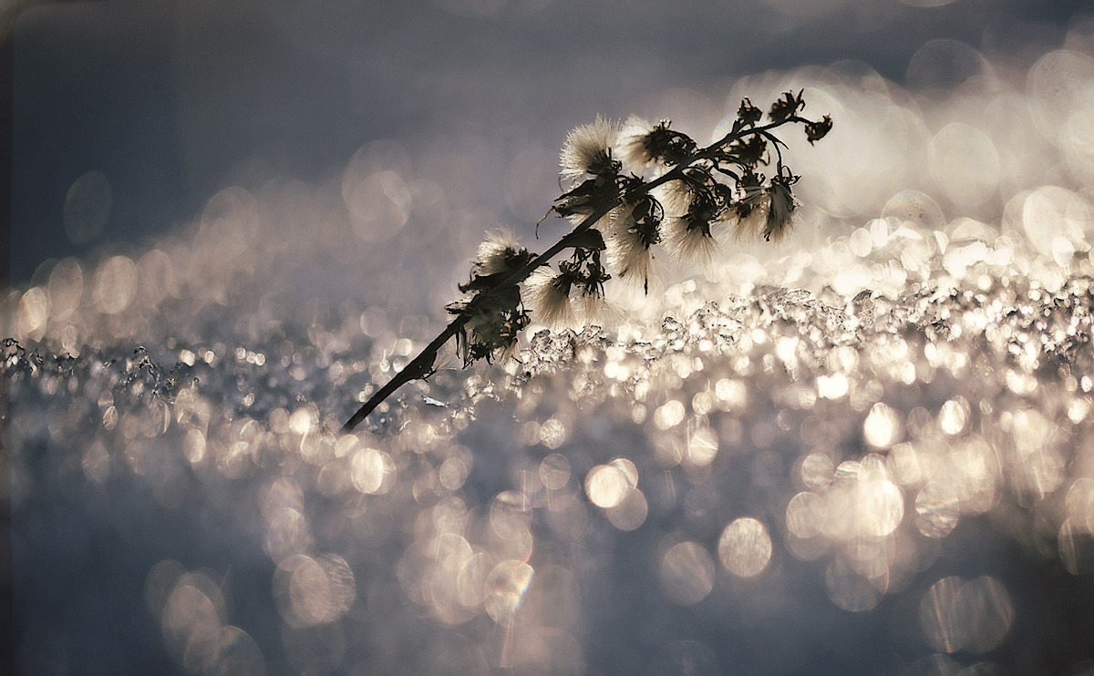 ..im die Vorfreude auf Frühling ..