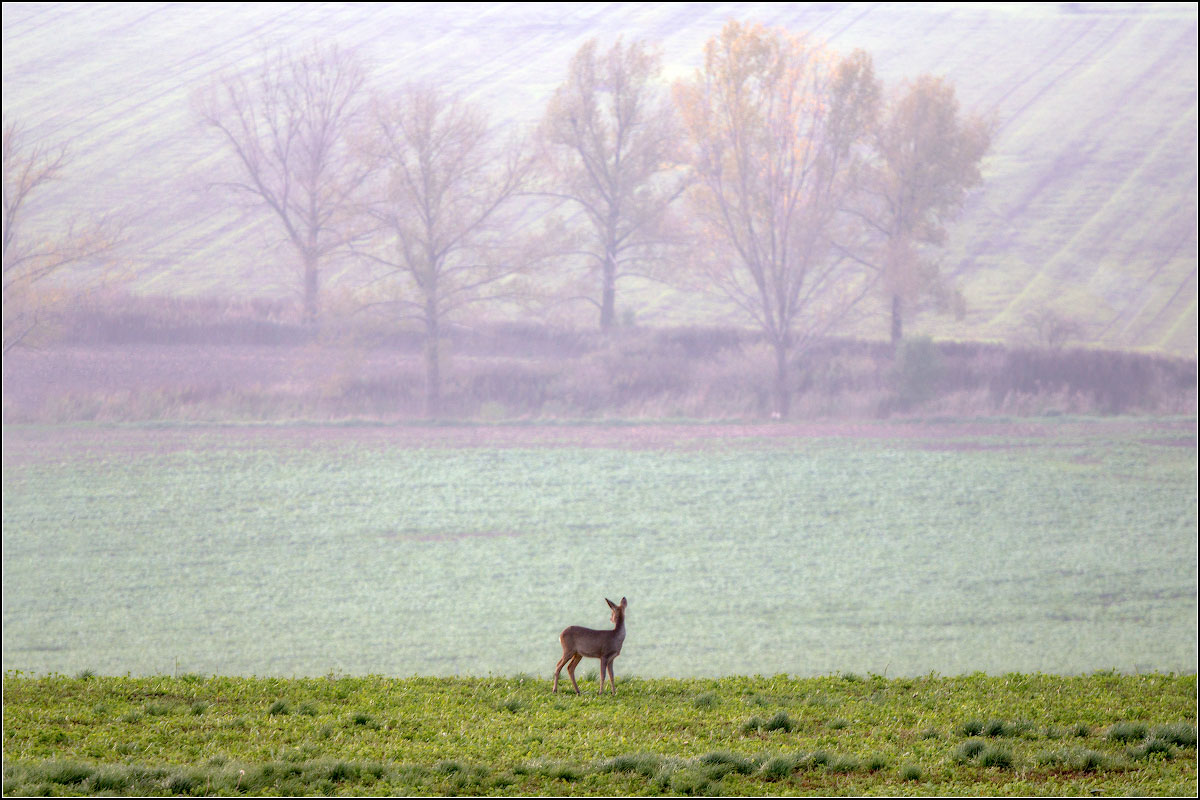 Am Morgen, in den Feldern von Mähren