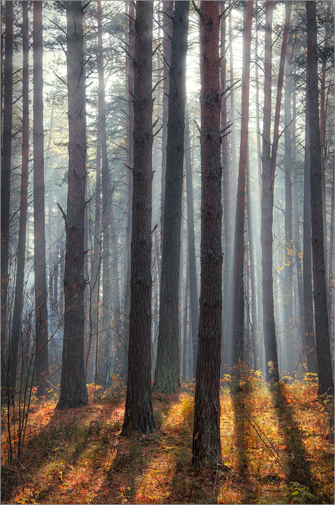 Im Herbst die Reihen