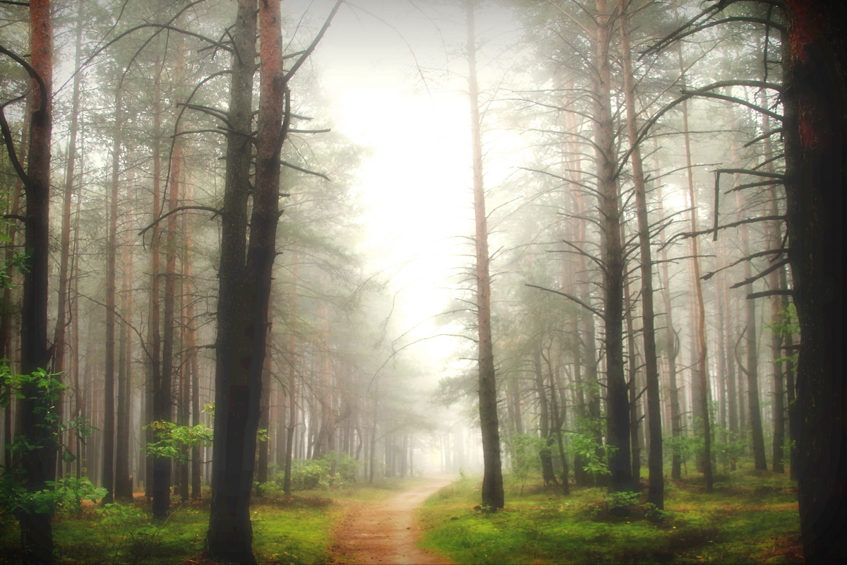 In einem Kiefernwald