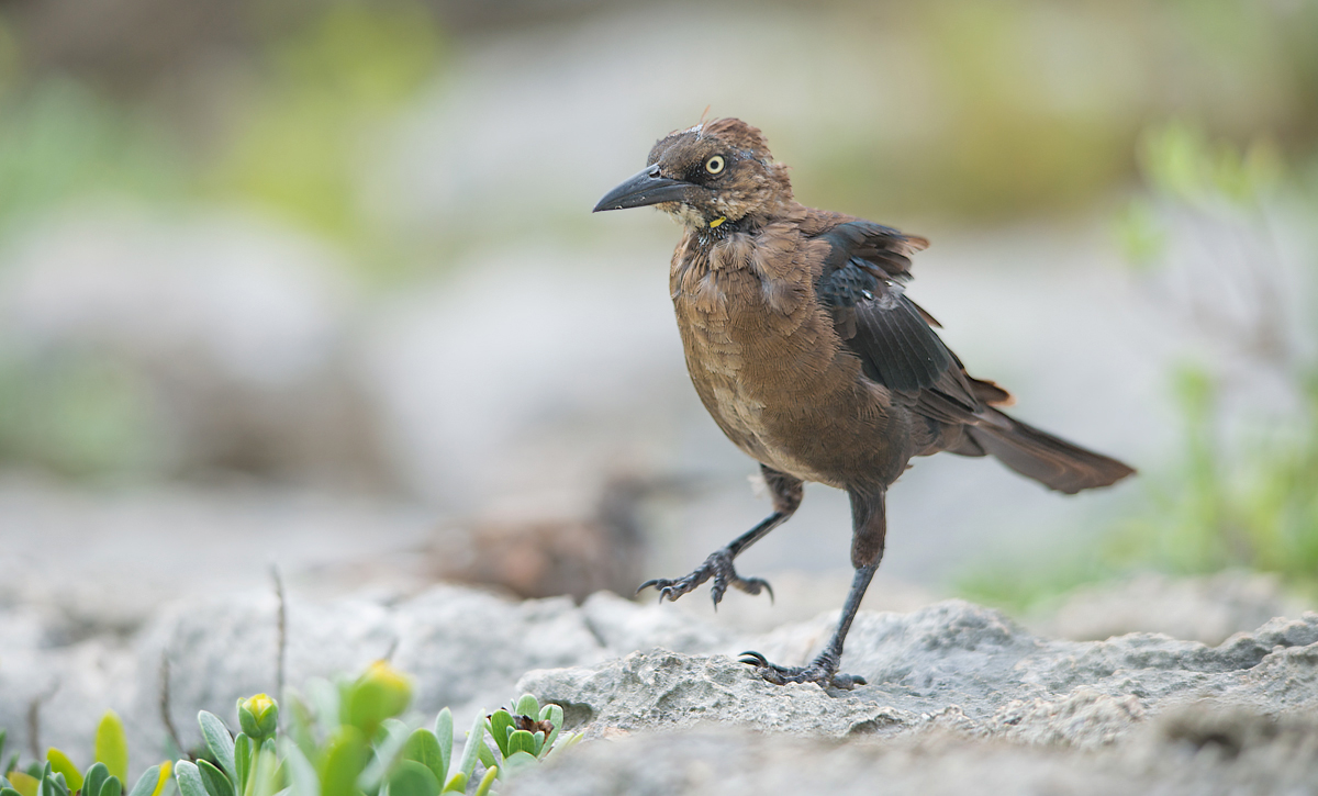 Great-tailed Grackle