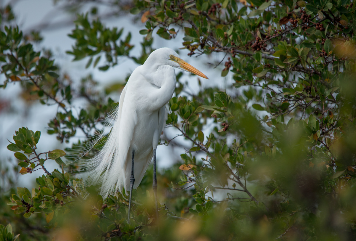 Snowy egret