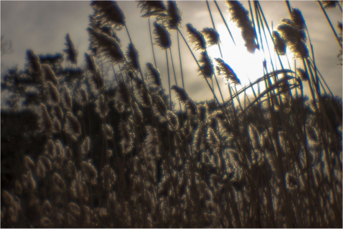 Herbal Sonnenuntergang