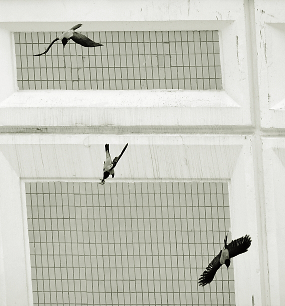 Coward, Bobby und Erfahren