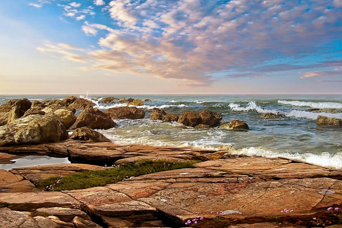 Das Gras in der Nähe des Meeres