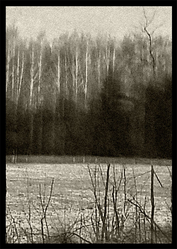 Vielleicht ist das der Wald: