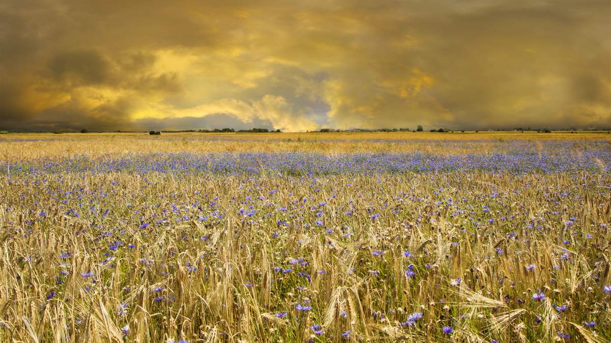 Im Vorgriff auf die Ernte