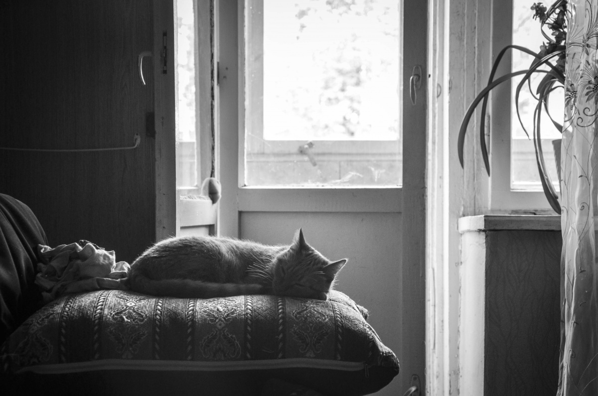 Katze auf einem Kissen