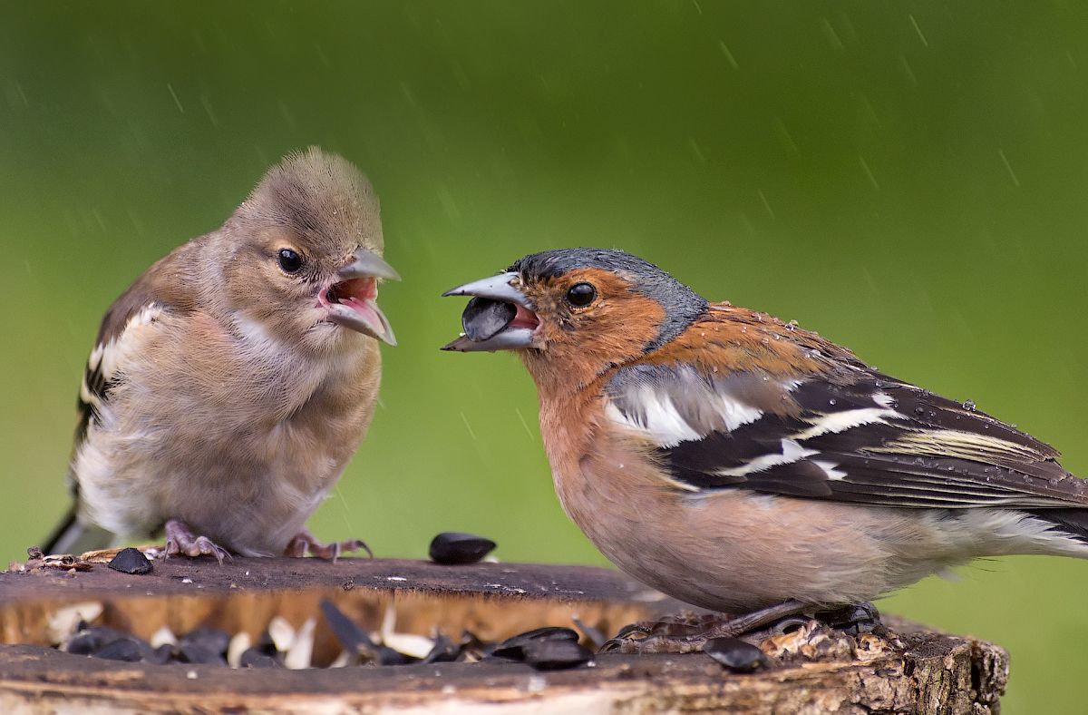 Die Fütterung der regen