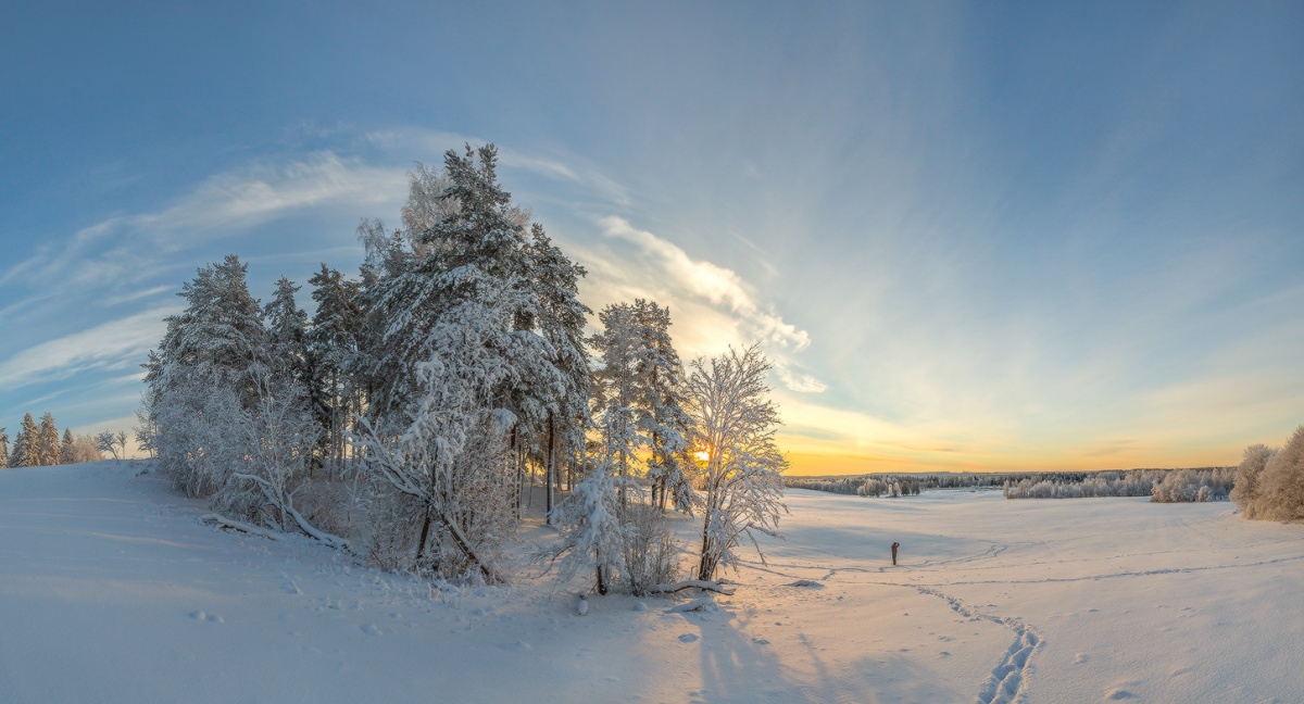 Wald auf dem Hügel.