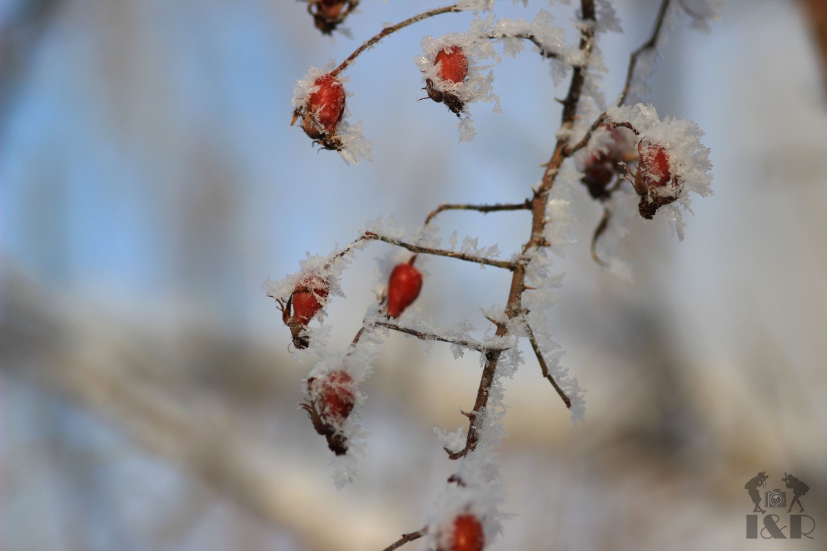Ein frostiger Morgen