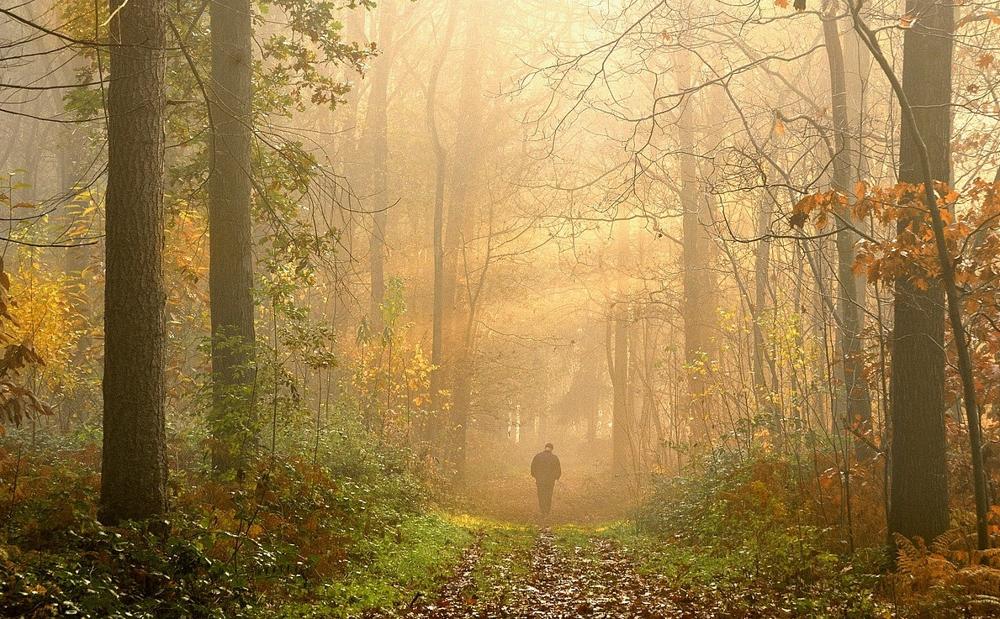 The colors of the wood.