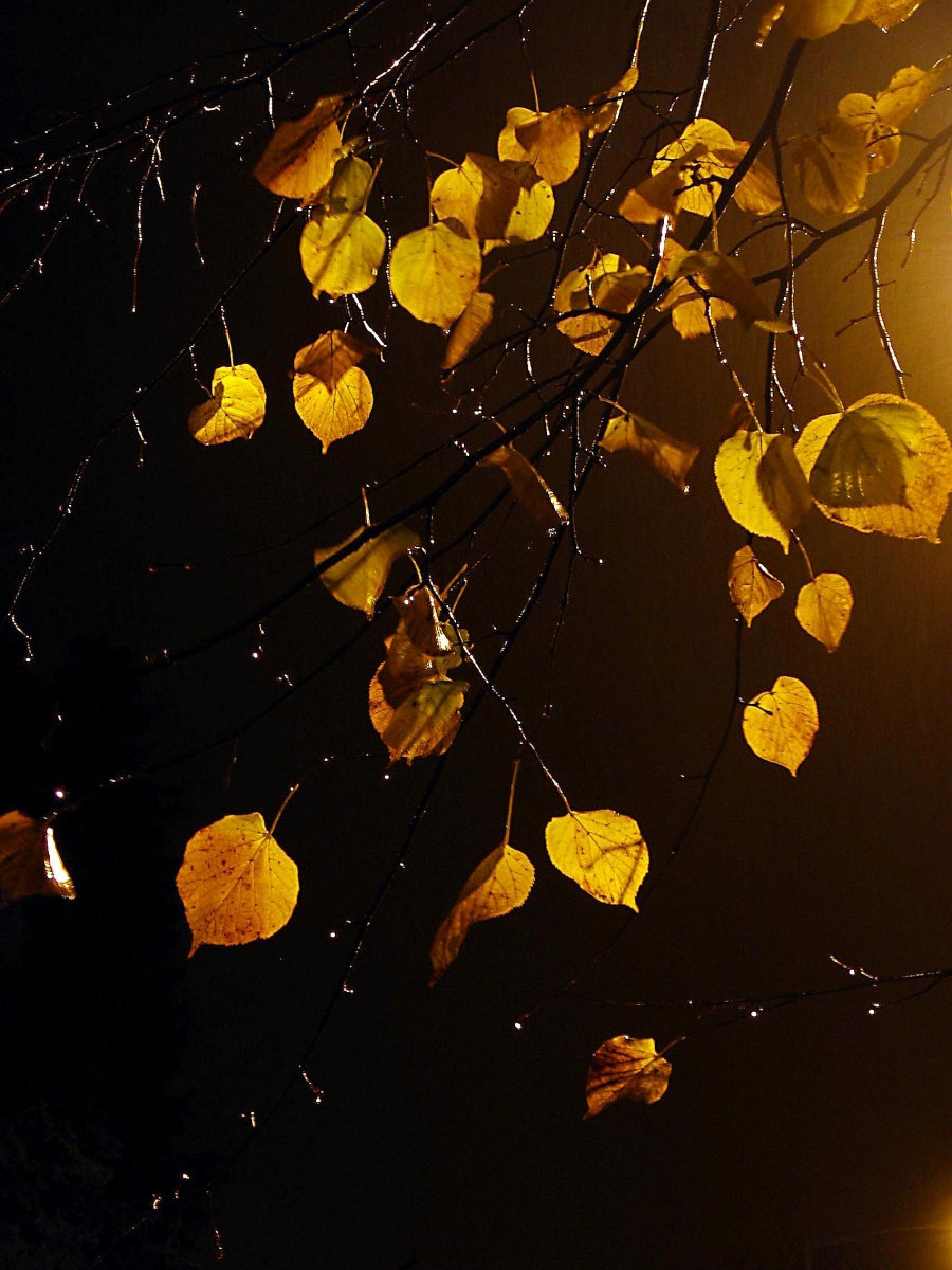 siehe regen fiel im Oktober