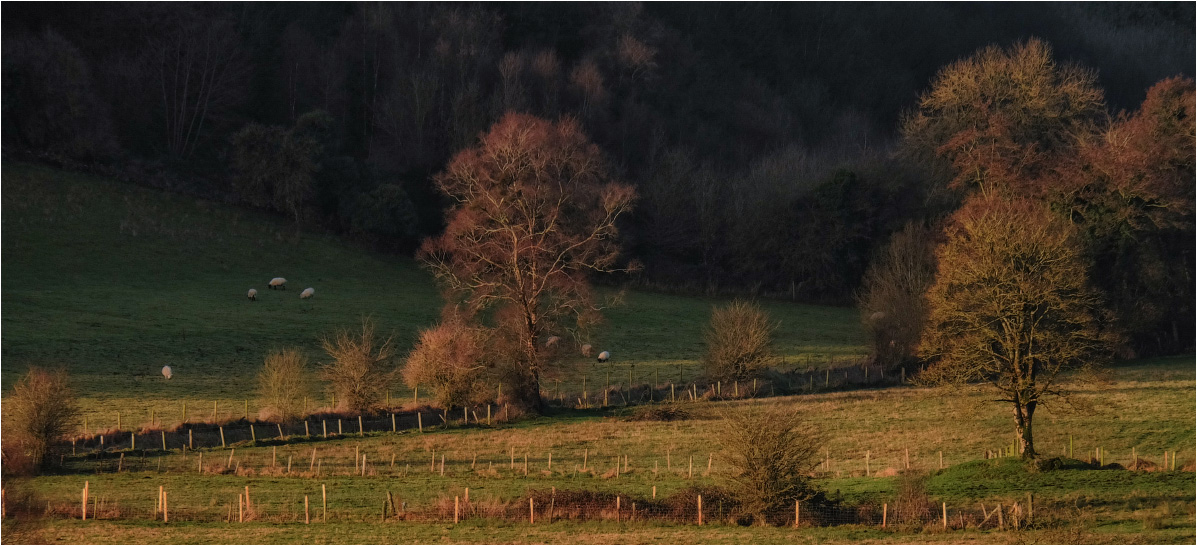 ... Bäume, Lamm, Morgen ...