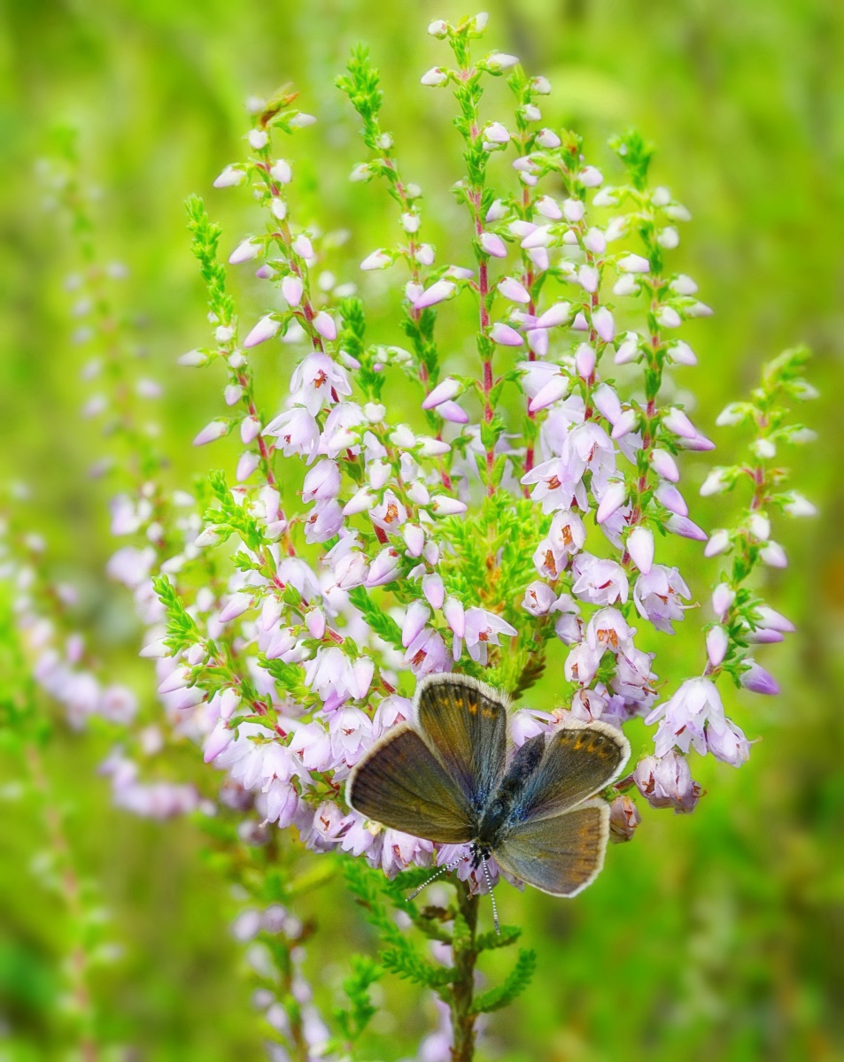 In Erinnerung an Sommer