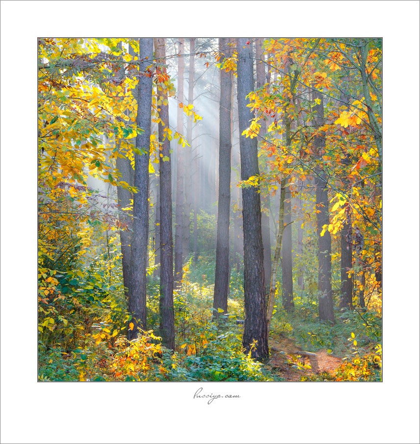 Umgeben durch Herbst