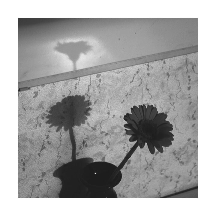 Navel Schatten auf Oduvan oder wie Sie heute dort ankam