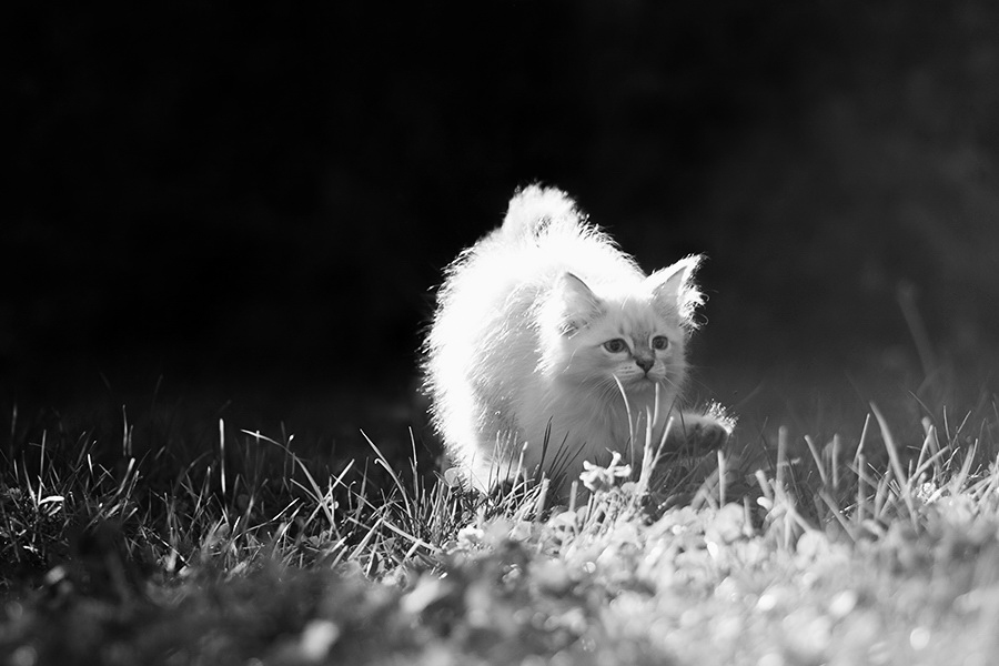 "Effect Oduvan" Series