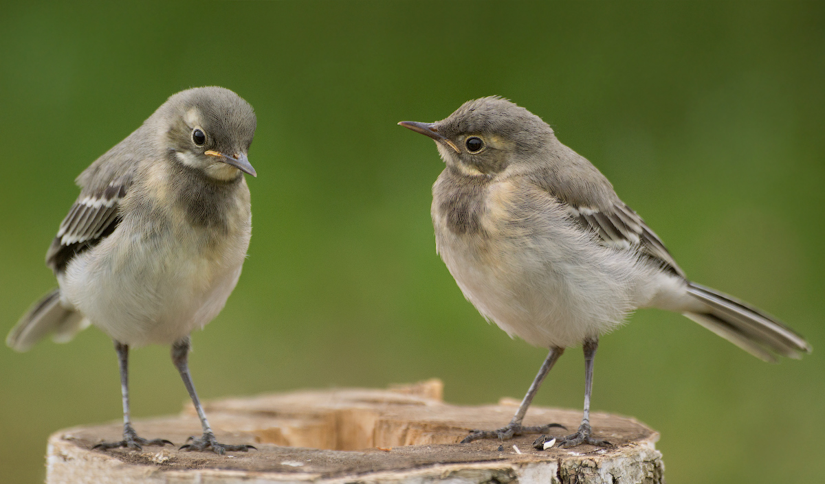 "Bruder, nicht traurig sein! ..."
