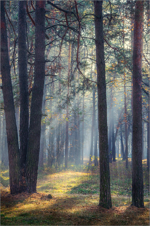 Die Strahlen der Herbst