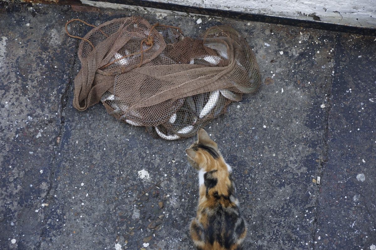 Im Vorgriff auf Leckereien