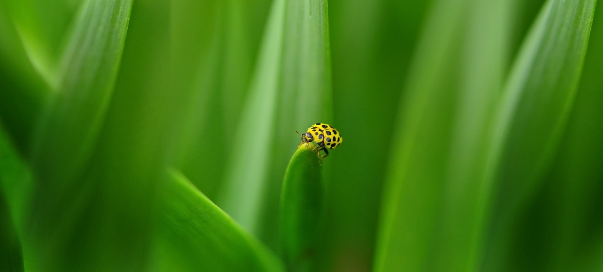 In der dunklen grünen Wald