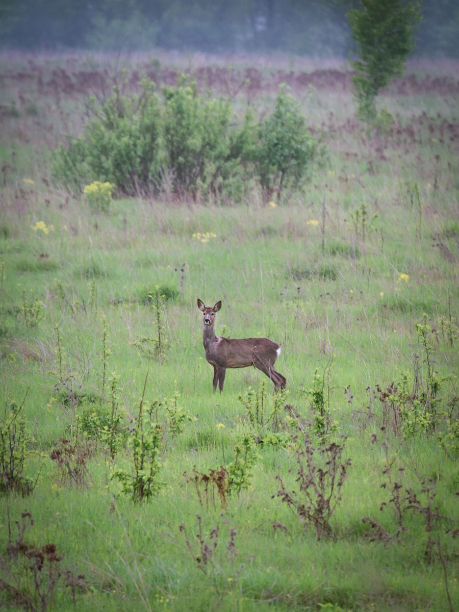 Reh in das Feld einmal Mai ...