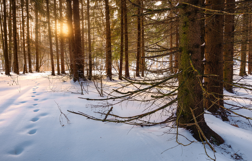 "Im Märchenwald ..."