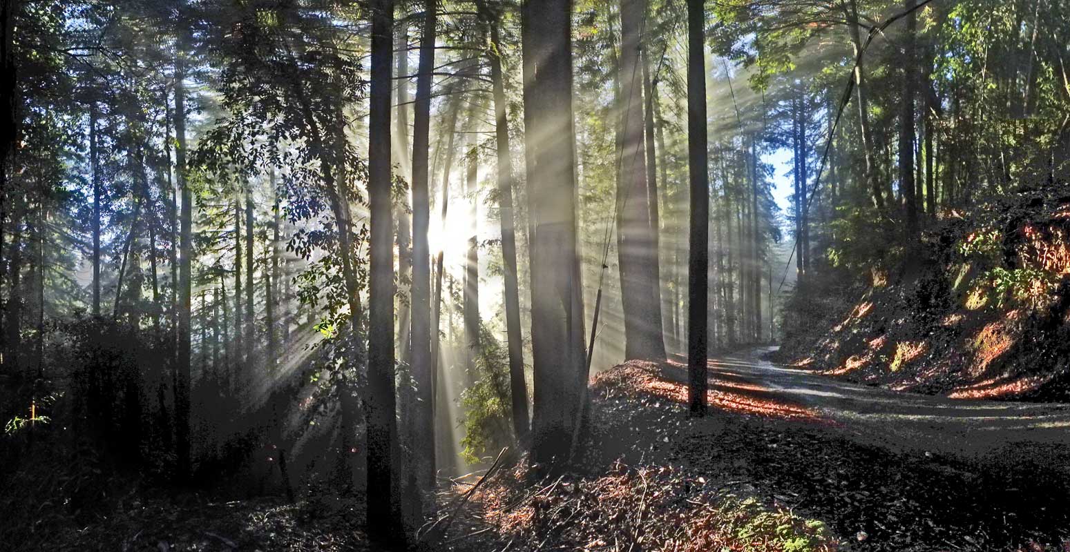 sonnigen Wald nach dem regen