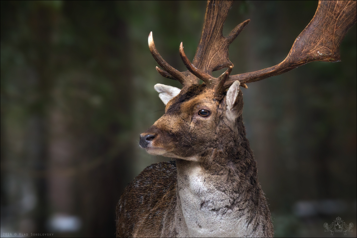 / Porträt eines doe /