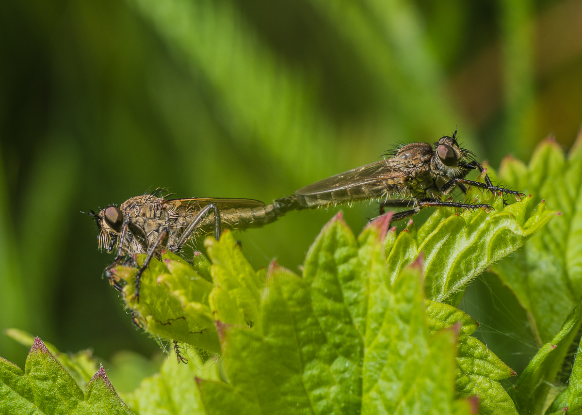 Der Frühling ist um die Ecke ... :)