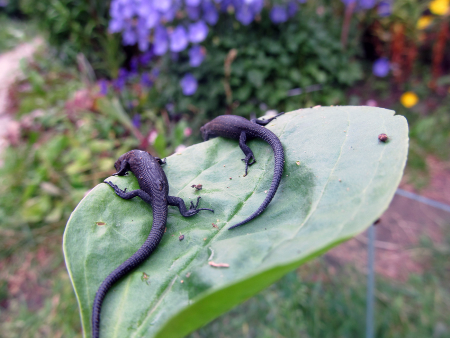Was darüber hinaus ist es