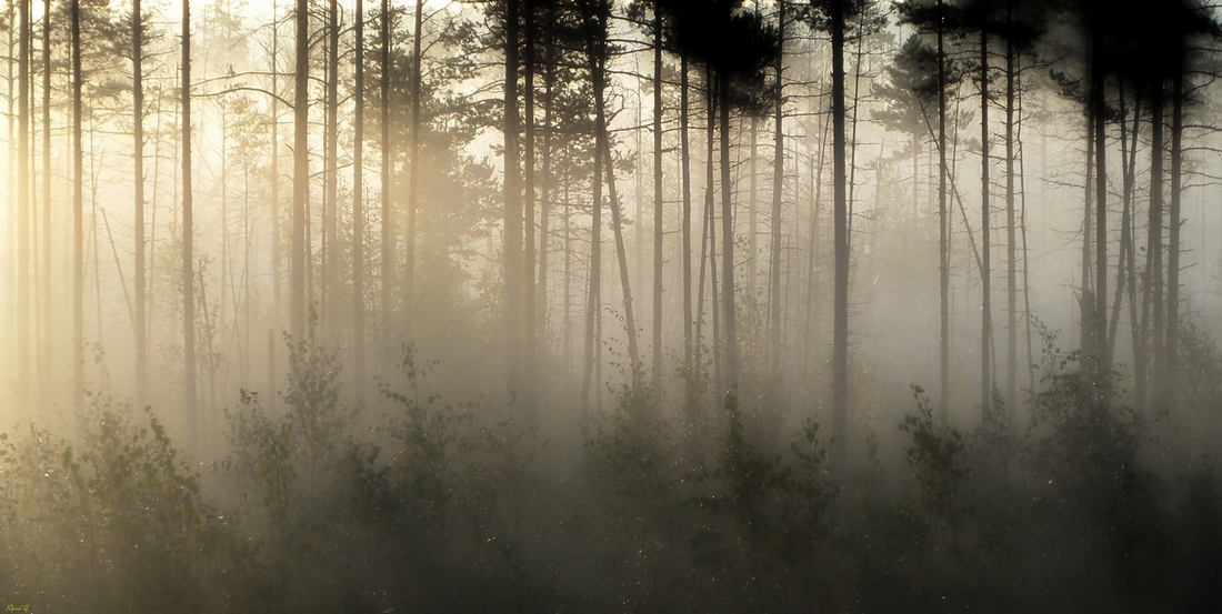Dämmerung auf dem Sumpf
