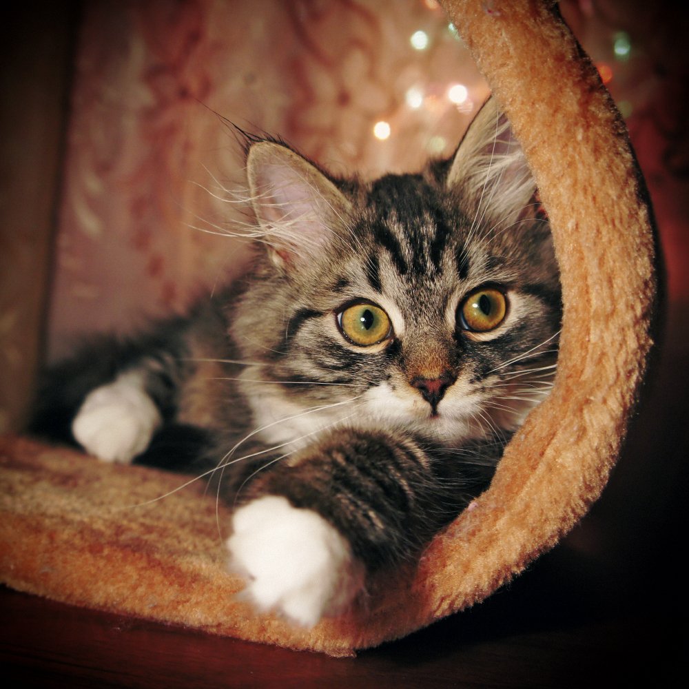 Krescheniskie Uhr Timosha