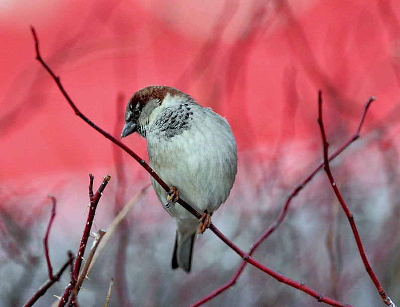 "Der Osten ist rot ..."