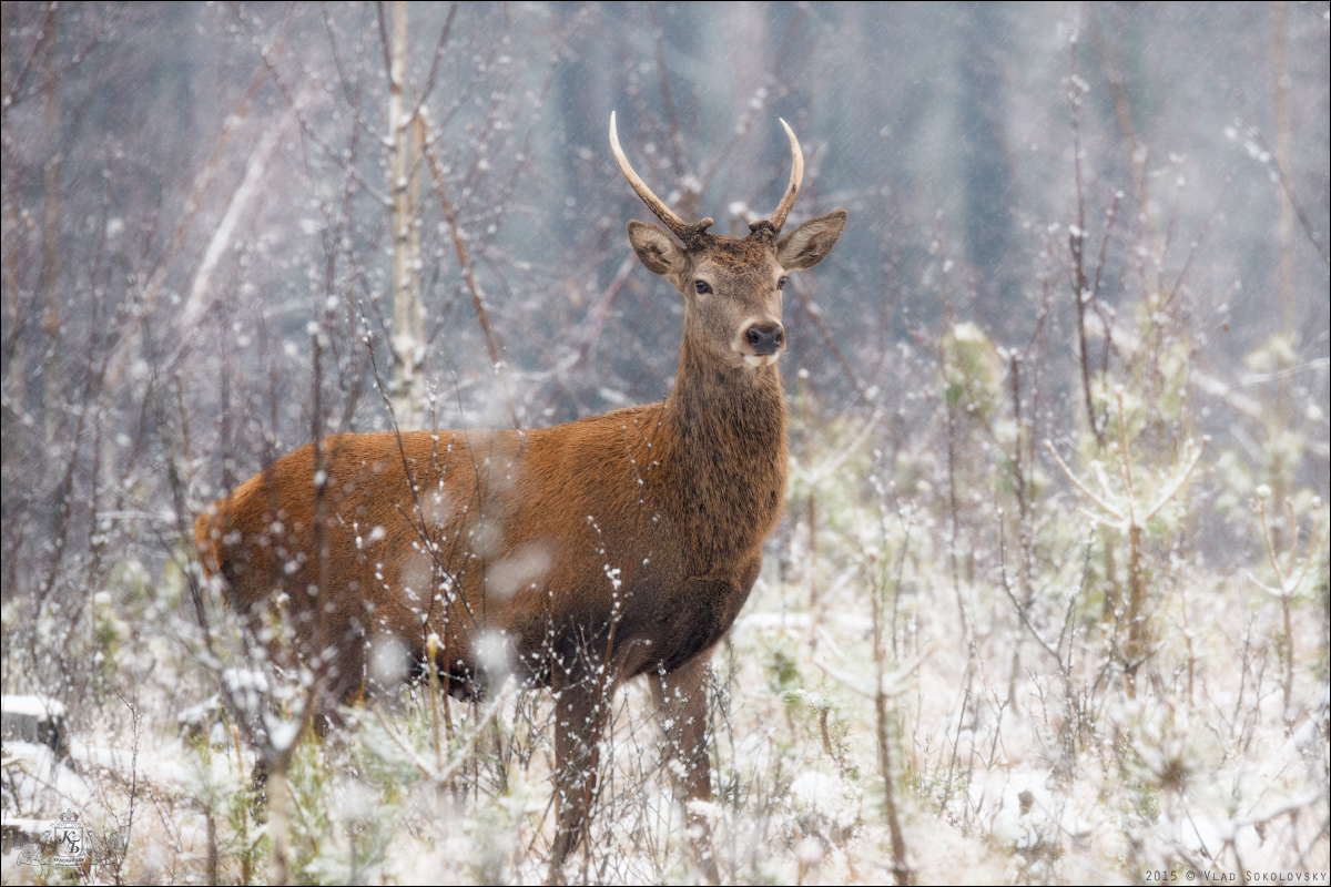 / Auf dem ersten Schnee ... /