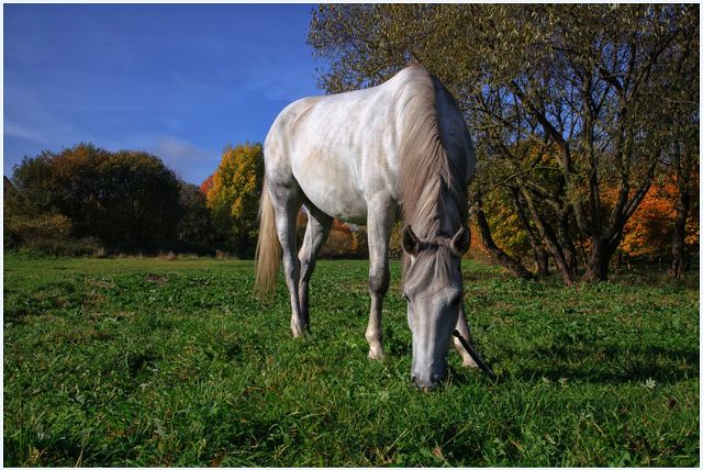 Im Park. Minsk. Rotkehlchen