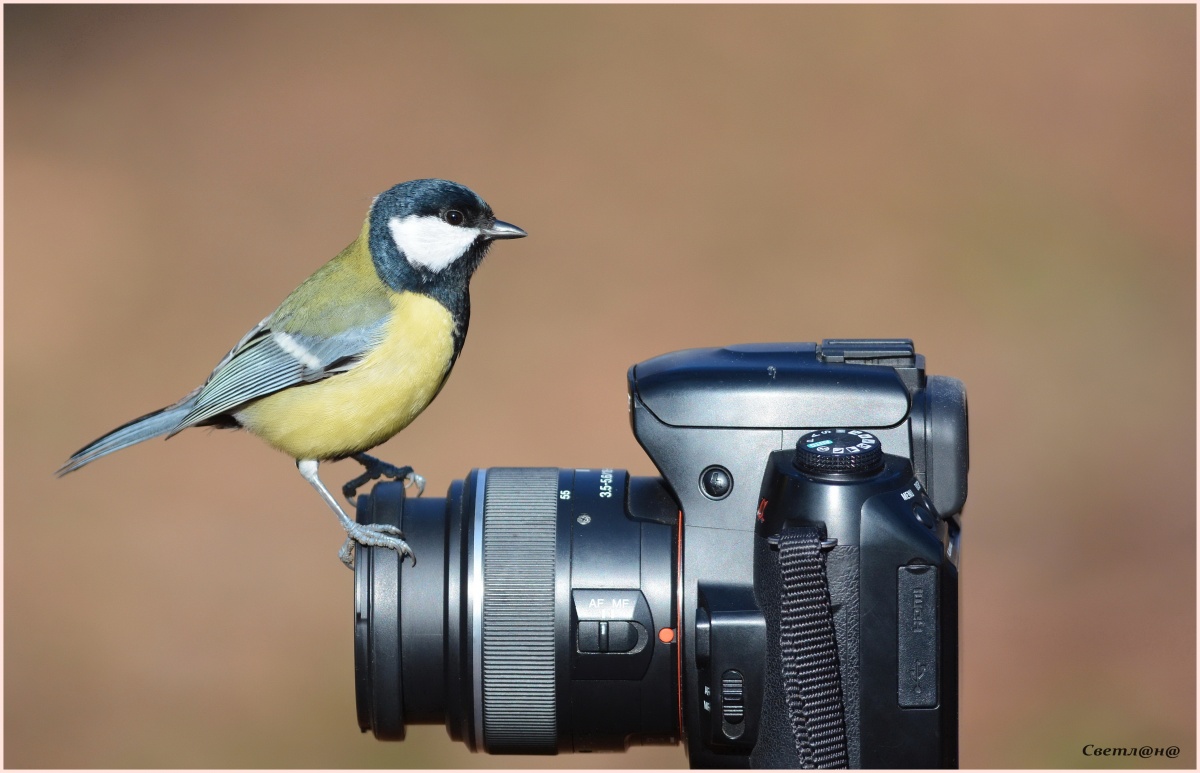 Sonderkorrespondent.