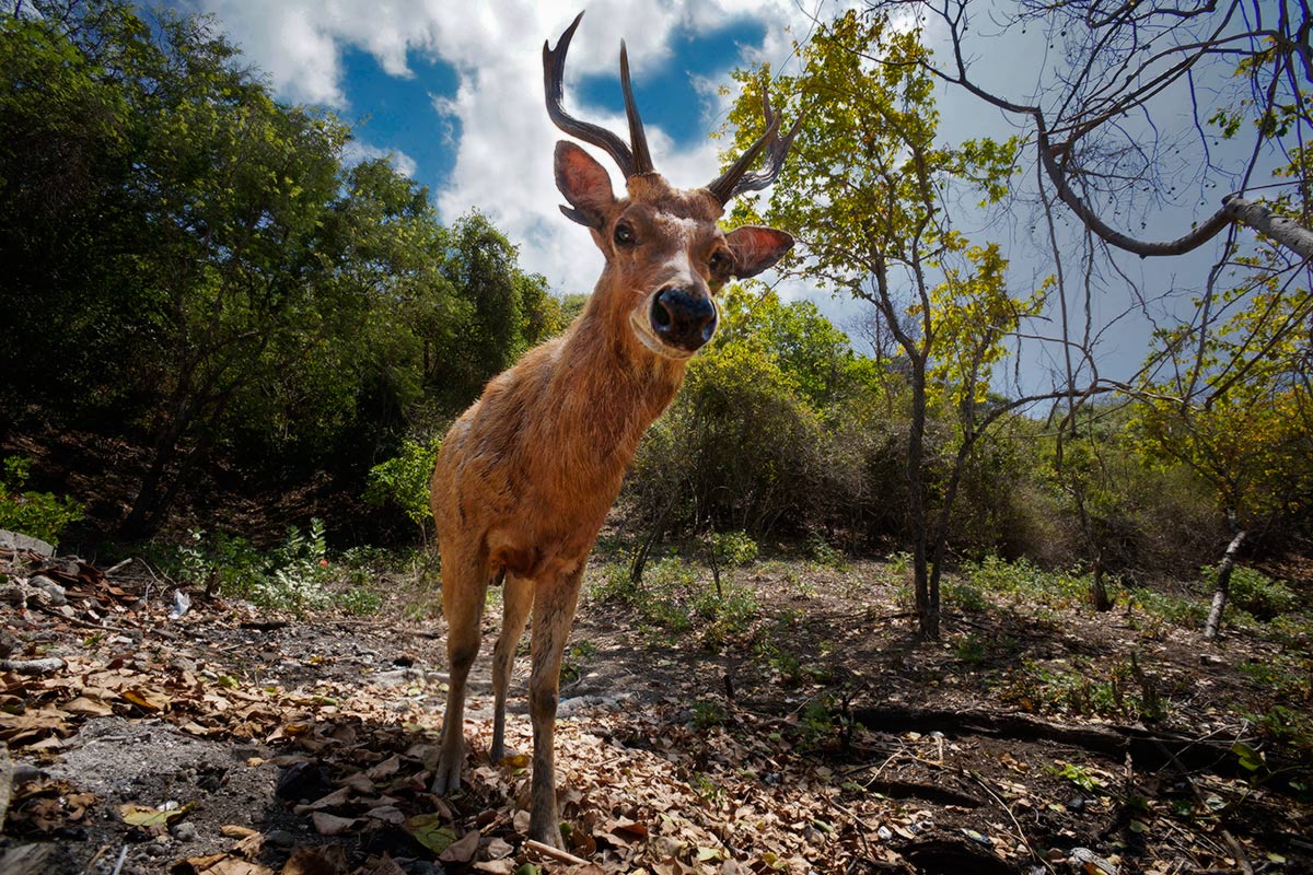 Geben Sie ein Sandwich!