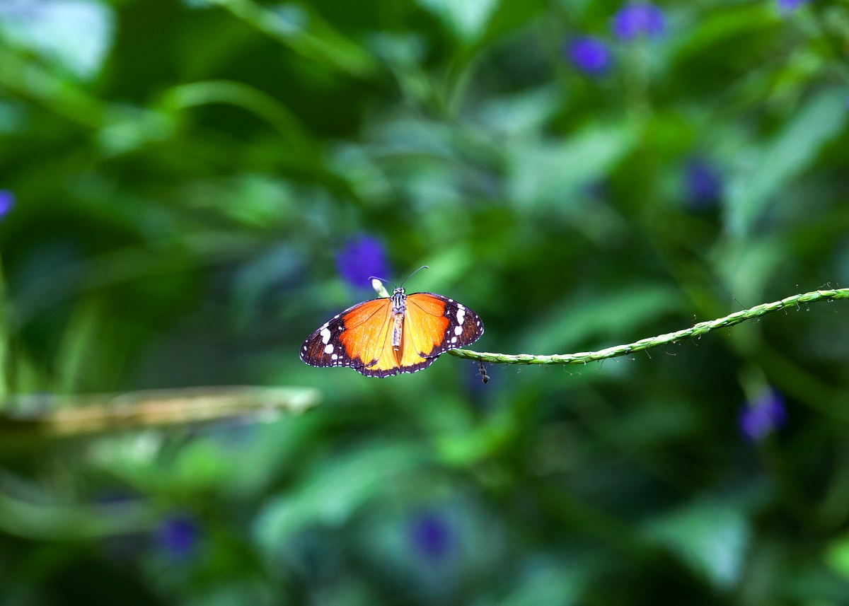 Schmetterling Tiger