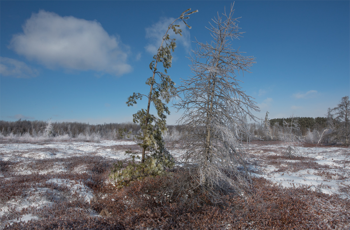 Mer Bleue Bog @ Winter