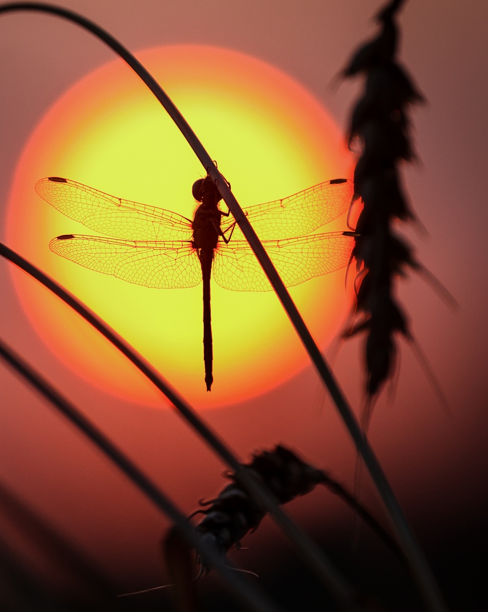 Rendezvous mit der Sonne