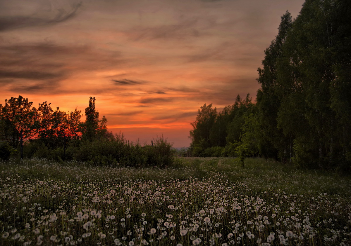 Abend. Grauer Löwenzahn.