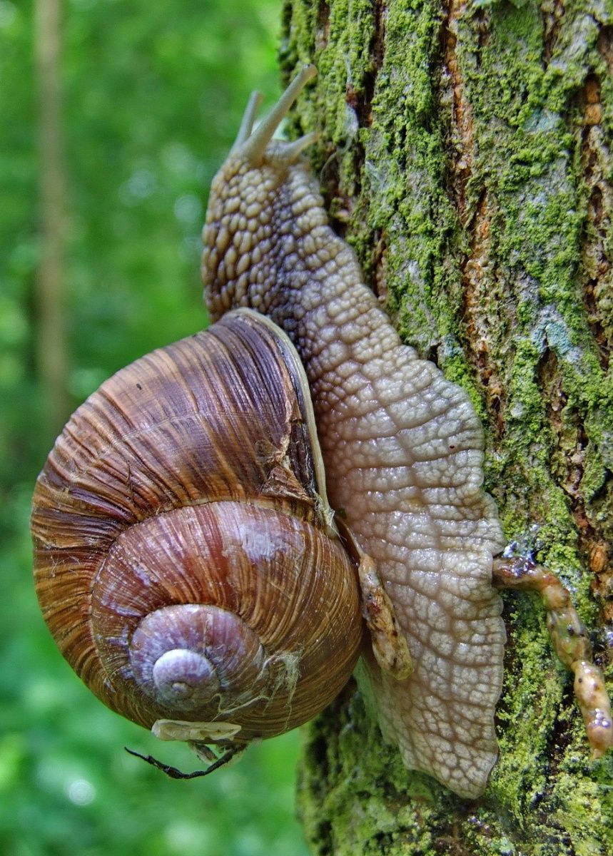 ** Schnecke *