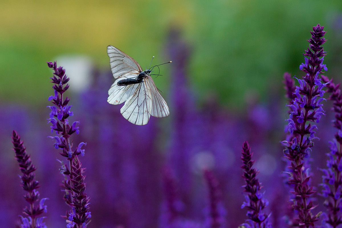 Butterfly, butterfly...