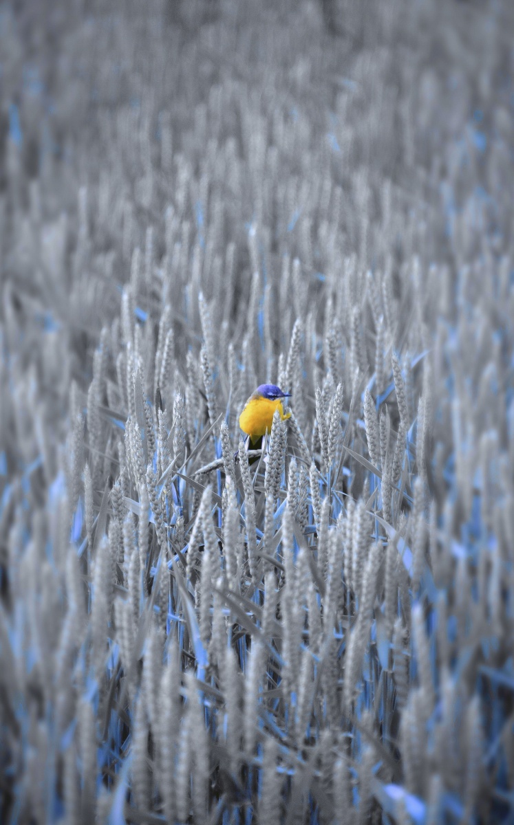 Ein Soldat auf dem Gebiet