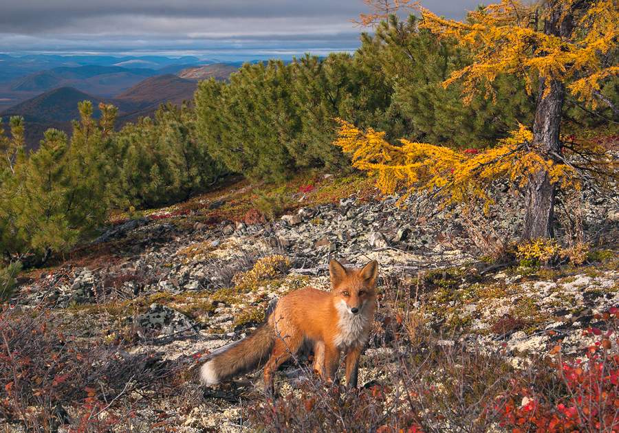 über die unerwartete Begegnung in Yakutsk Berge